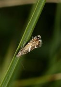 Glyphipterix forsterella