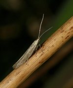 Coleophora alticolella