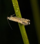 Glyphipterix thrasonella