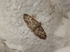 Eikedvergmåler (Eupithecia dodoneata)