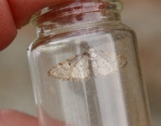 Eikedvergmåler (Eupithecia dodoneata)