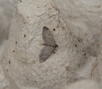 Furudvergmåler (Eupithecia indigata)