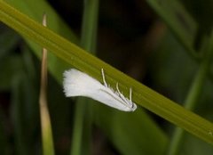 Elachista argentella