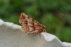 Blek månemåler (Selenia dentaria)