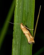 Skvallerkåltannmøll (Epermenia illigerella)