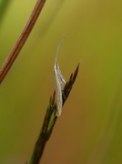 Coleophora trochilella