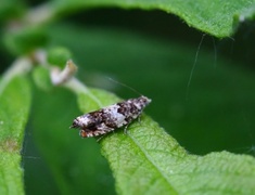 Øyekveldvikler (Epinotia subocellana)