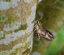 Mauresvermer (Hyles gallii)