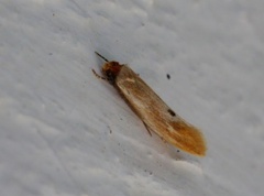 Rødgul reirmøll (Tinea semifulvella)