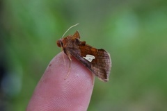 Storflekket metallfly (Autographa bractea)