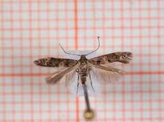 Sorhagenia rhamniella