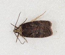 Agonopterix conterminella