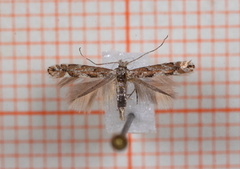 Phyllonorycter apparella