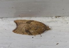 Nettflatvikler (Acleris rhombana)