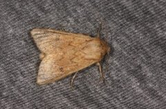 Linjegressfly (Mythimna vitellina)