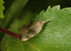 Fjellnebbvikler (Sparganothis rubicundana)