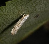 Argyresthia retinella