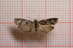 Bartrekveldvikler (Zeiraphera griseana)