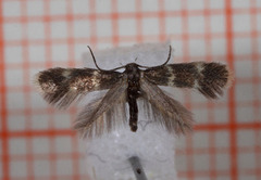 Elachista pullicomella