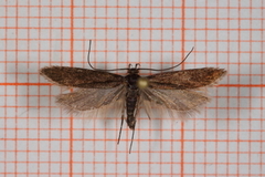 Prolita sexpunctella