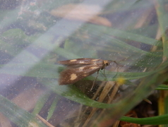 Gulflekktannmøll (Phaulernis fulviguttella)