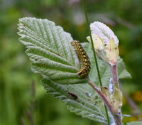 Grått kappefly (Lithophane consocia)