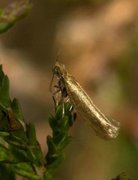 Argyresthia praecocella