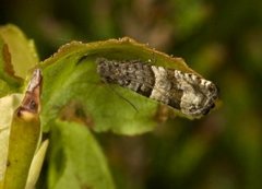 Blåbærhakevikler (Rhopobota myrtillana)