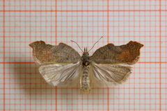 Grå flatvikler (Acleris effractana)