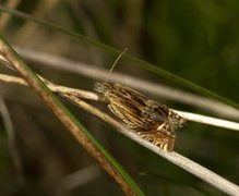 Mørk gullrisengvikler (Eucosma aspidiscana)