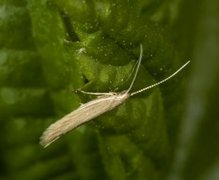 Coleophora alticolella