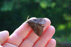 Furuspinner (Dendrolimus pini)