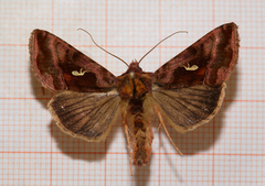 Gråbrunt metallfly (Autographa buraetica)