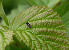 Kløverfrøvikler (Grapholita compositella)