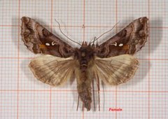 Gråbrunt metallfly (Autographa buraetica)