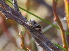 Vårbåndvikler (Philedonides lunana)