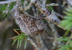 Båndbarkmåler (Cleora cinctaria)