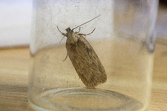 Depressaria radiella