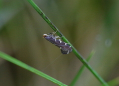 Callisto denticulella