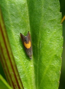 Gul prestekragerotvikler (Dichrorampha alpinana)