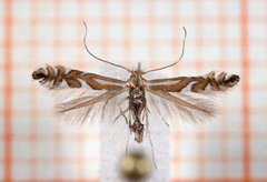 Phyllonorycter blancardella