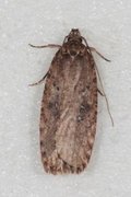 Agonopterix heracliana