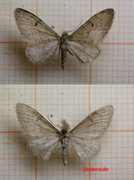 Furudvergmåler (Eupithecia indigata)