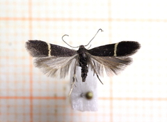 Syncopacma cinctella