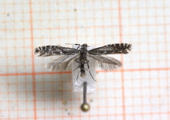 Parornix polygrammella