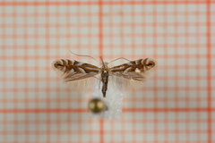 Phyllonorycter maestingella