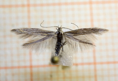 Coleophora virgaureae