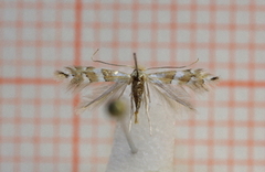 Phyllonorycter hilarella