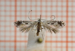 Parornix scoticella