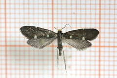 Lampronia flavimitrella